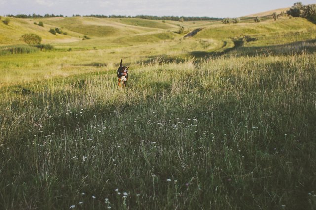 Wild + Free
