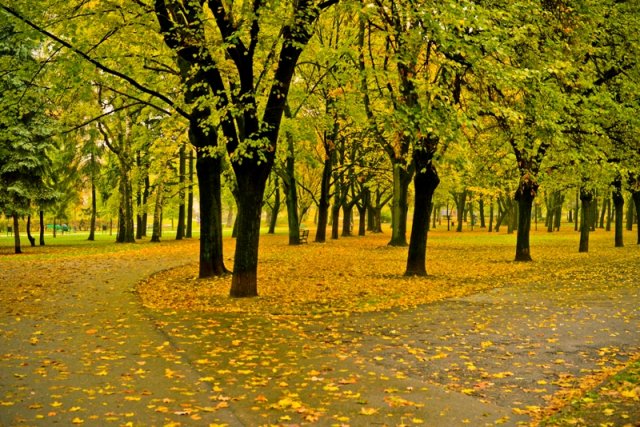 Осінньо-щоденникове