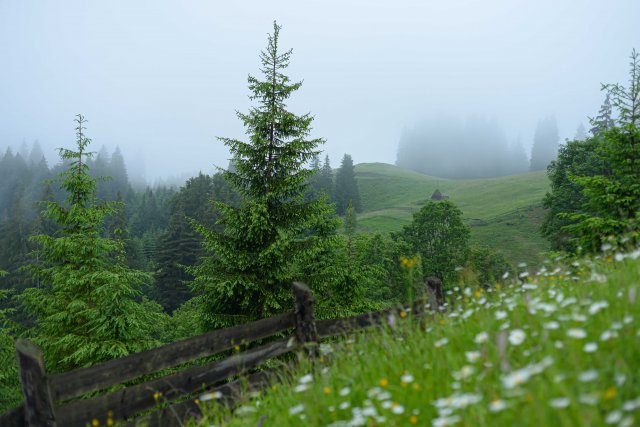 Ще про тишу і радість